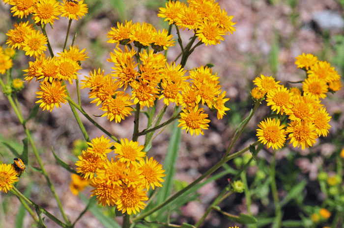 San Pedro Matchweed blooms from July or August to October and prefers elevations from 1,000 to 5,500 feet (304-1,676 m). Xanthocephalum gymnospermoides